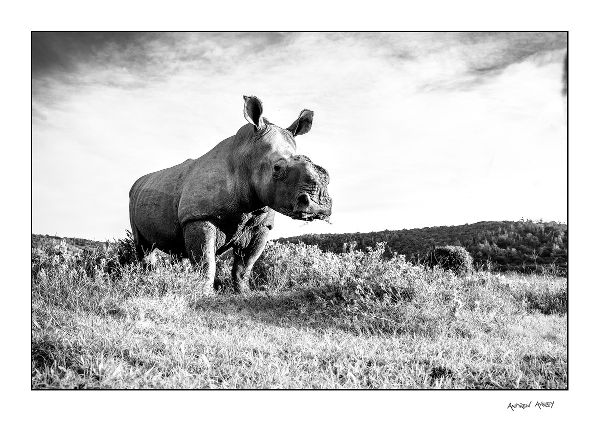 Thandi the rhino in monochrome