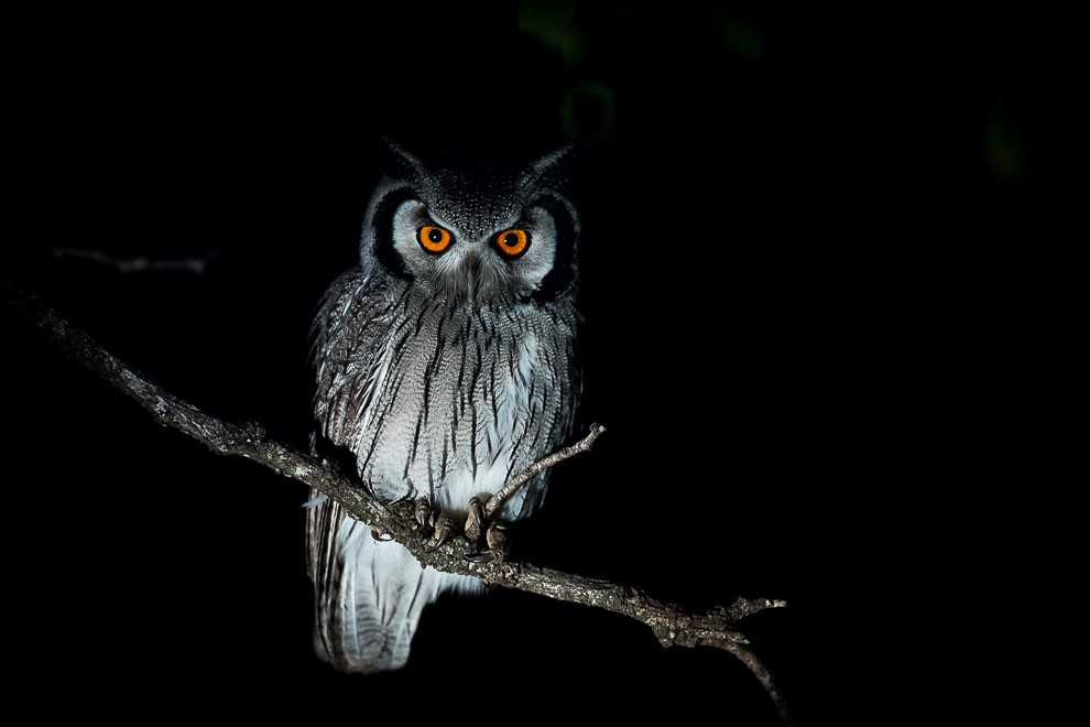 Image of a scope owl in birds canon 5DS R photography