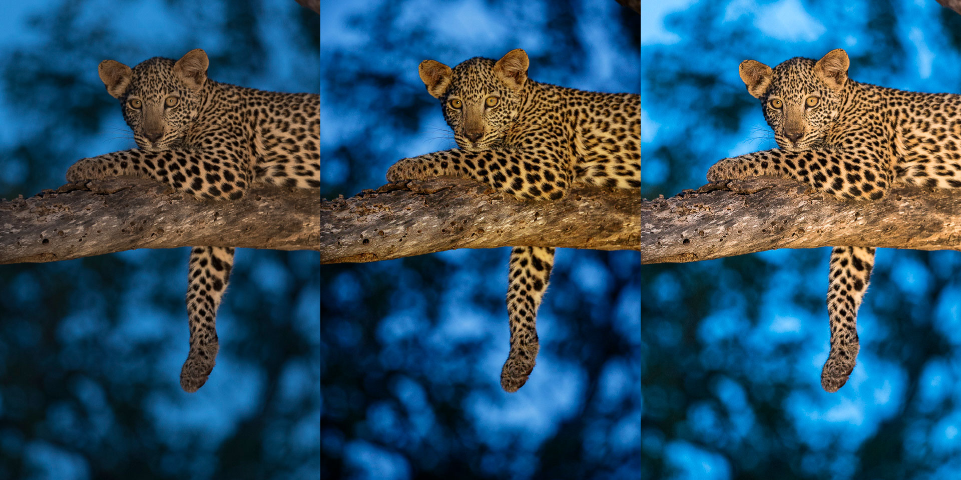 Digital witchcraft and a image of a leopard in a tree