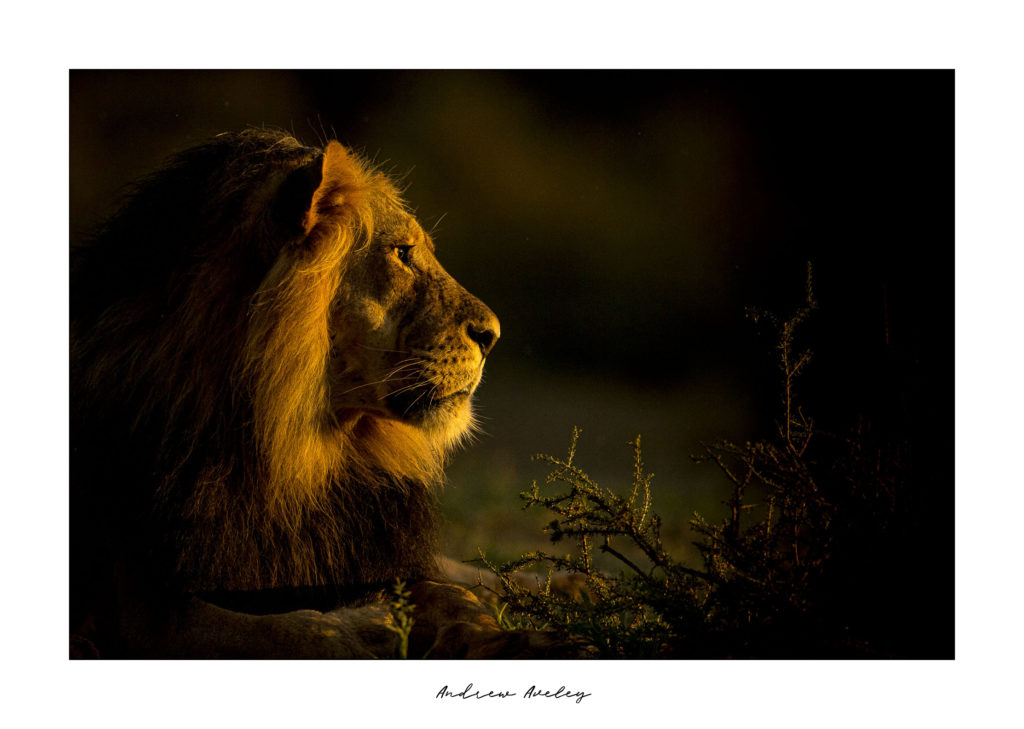 Pride of Fire - Lion Fine Art Print by Andrew Aveley - purchase online