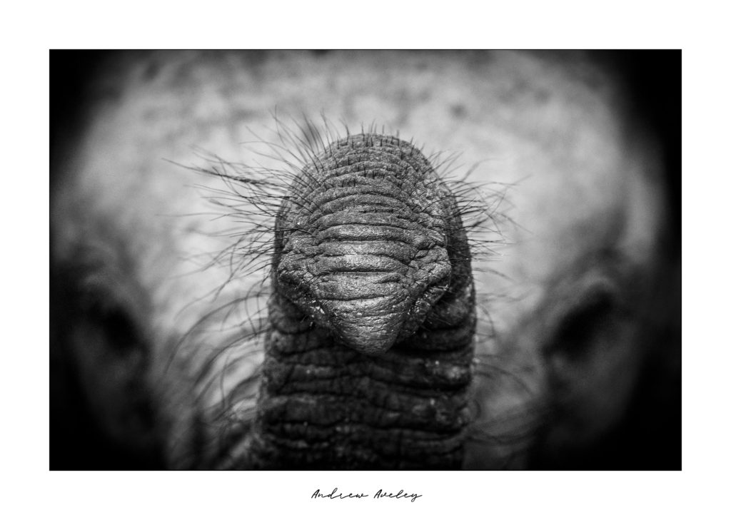 Inquisitive - Elephant Fine Art Print by Andrew Aveley - purchase online