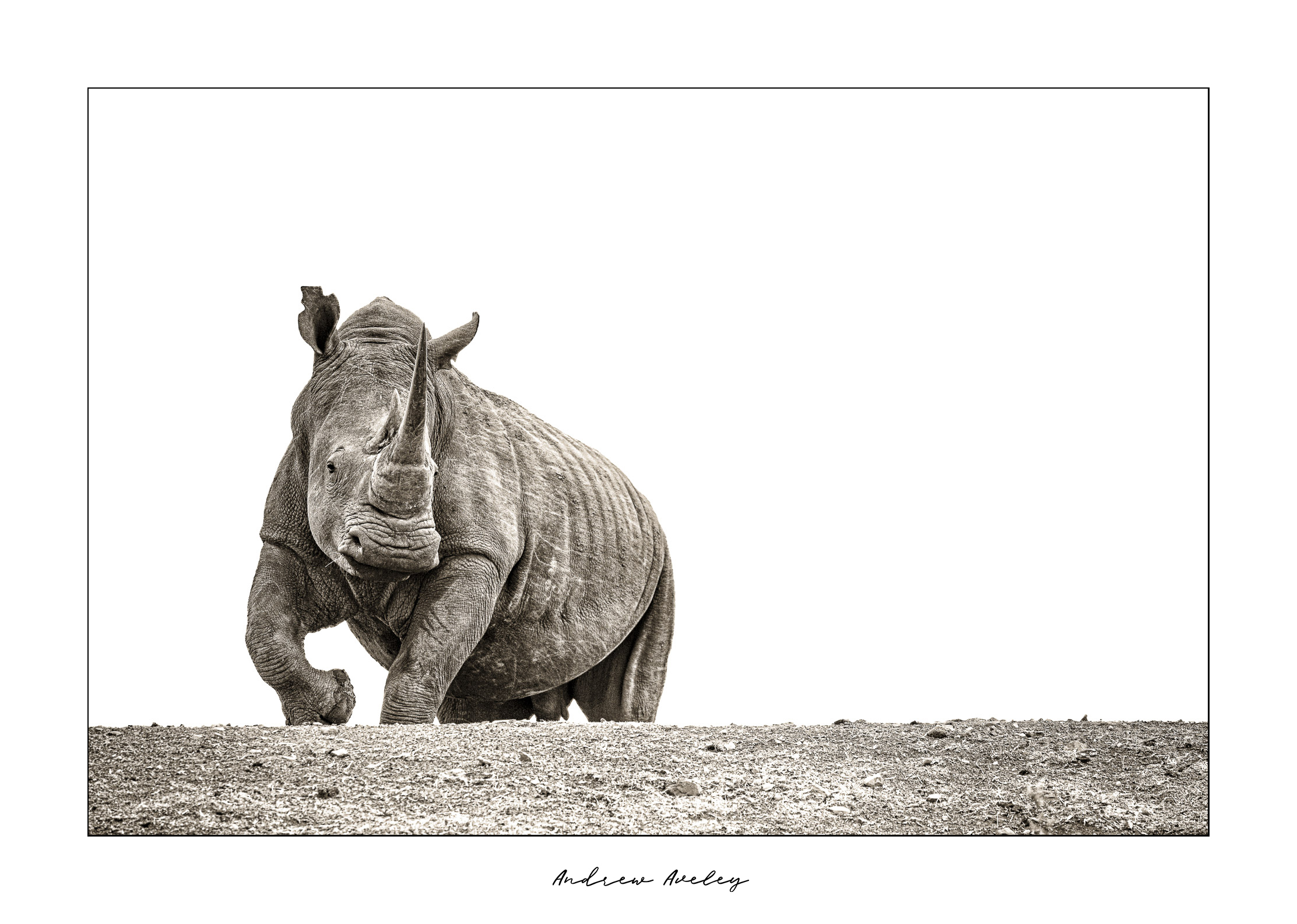 The Behemoth - Rhino Fine Art Print by Andrew Aveley - purchase online