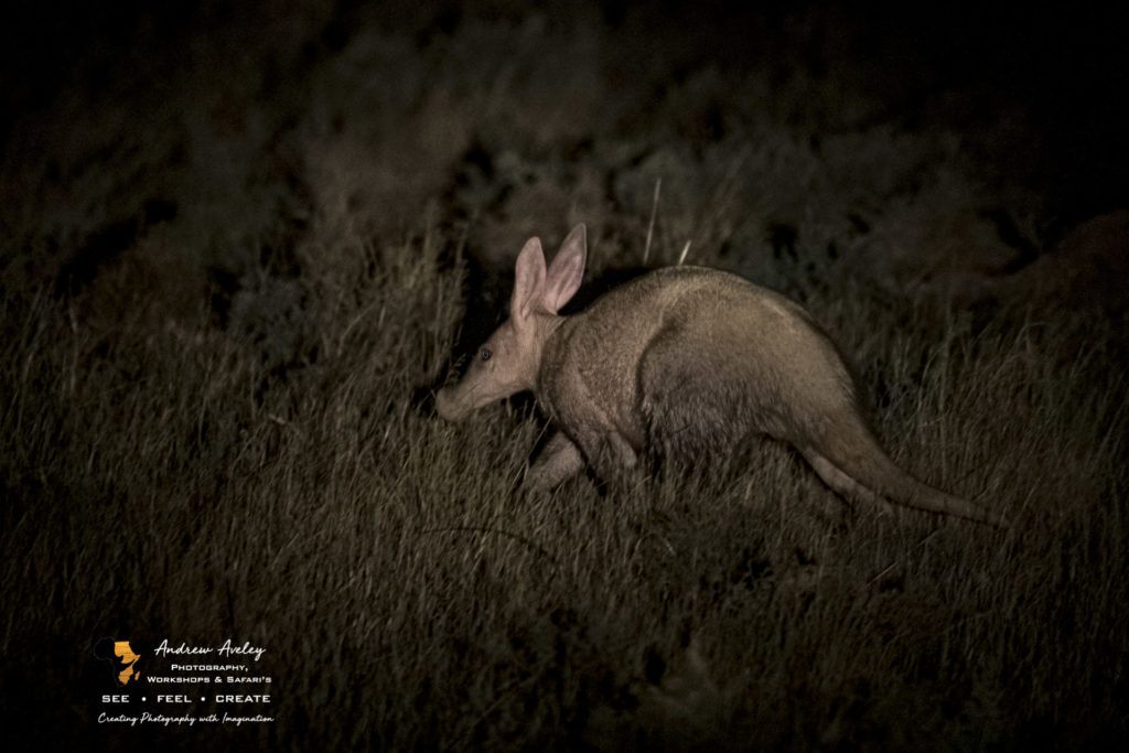 Karoo Experience - Photos from  the Karoo Gariep Nature reserve by Andrew Aveley