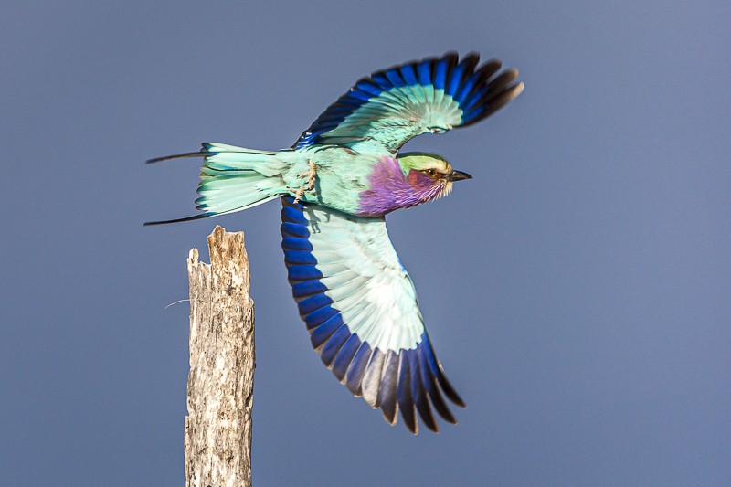 Bird Photos by Andrew Aveley