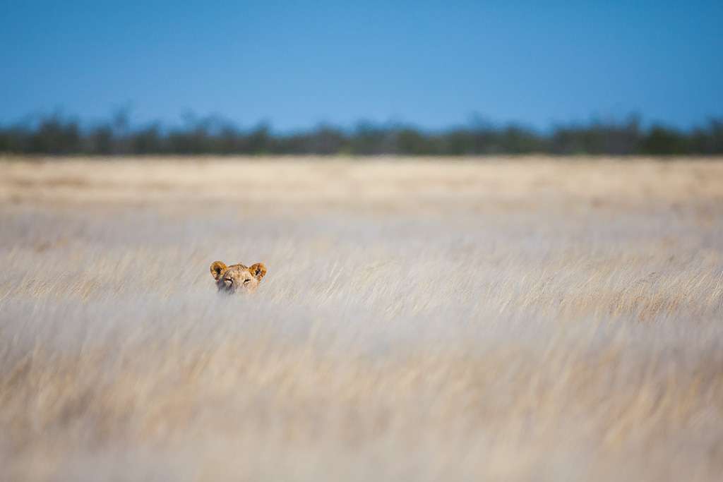 Andrew Aveley Photo Safaris