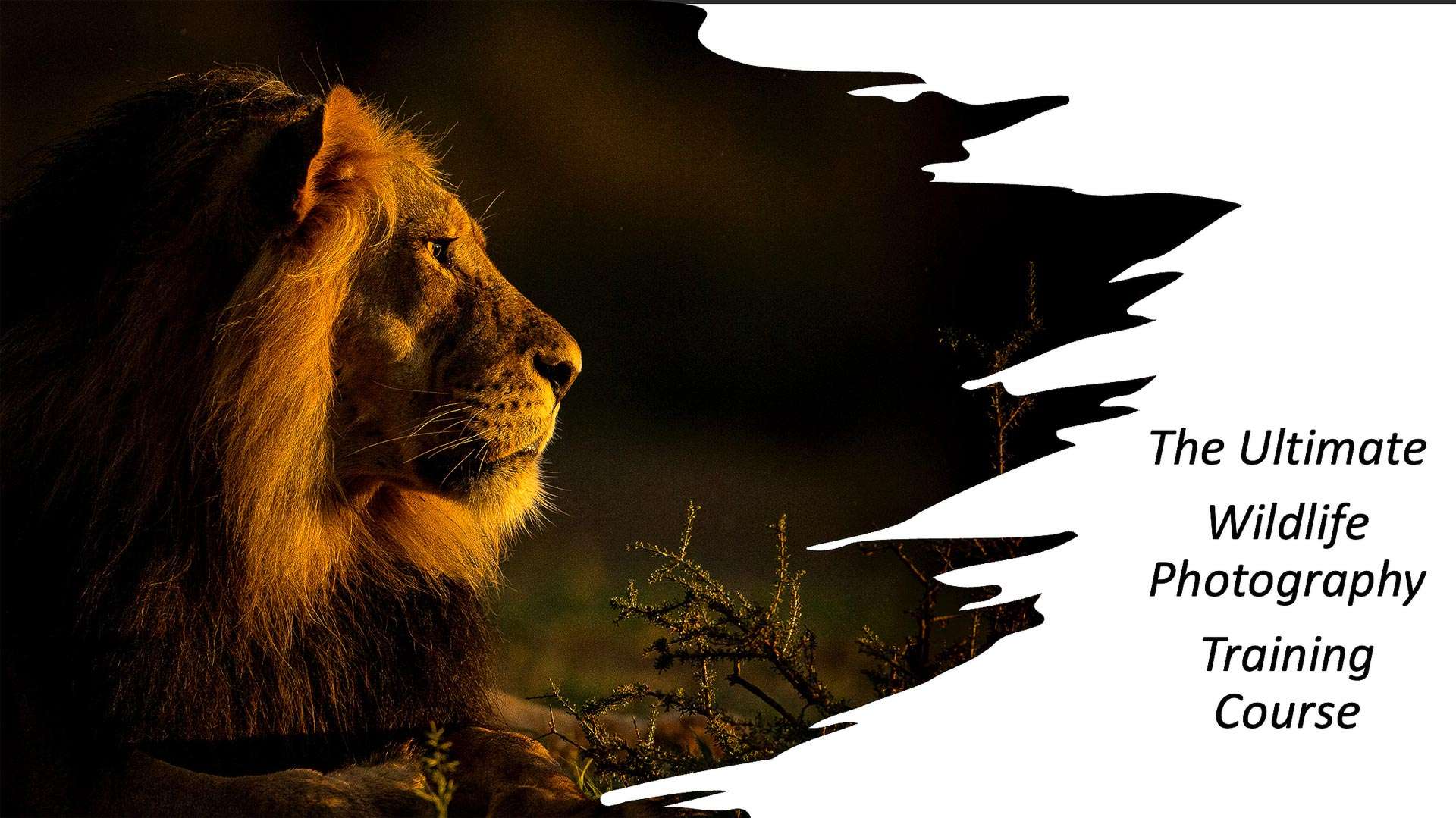 The Ultimate Wildlife Photography Training - Lion Image